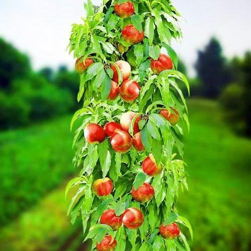 Саджанець Нектарин колоноподібний яскраво-жовтогарячий з червоним бочком Принц Вільям Prince William преміальний середньостиглий сорт (45790)