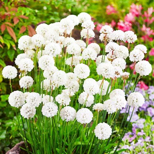 Армерия Florium Alba (5470)