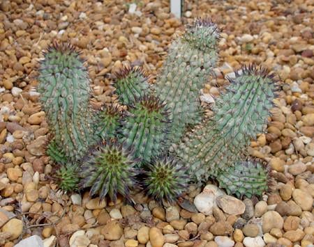 Насіння Худія Лугарді Hoodia curroriii 2 шт./уп. - фото 4