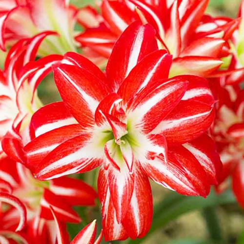 Амариллис Florium Splash (9693) - фото 2 Амариллис Florium Splash (9693) - фото 2