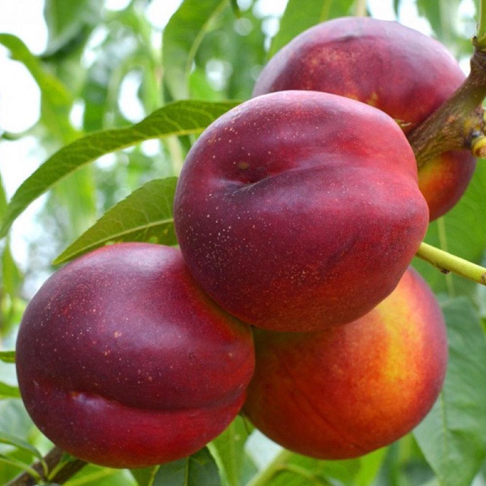 Саджанець нектарину Харко 1 річний (14965611)