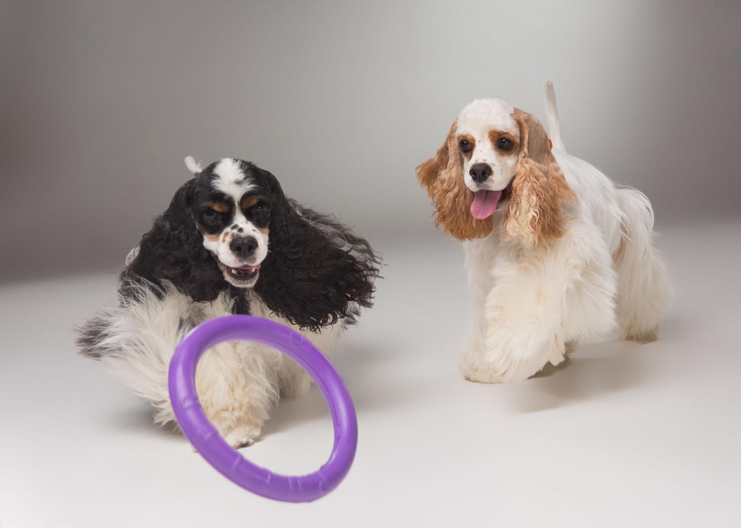 Тренувальний снаряд для собак Puller Mini 18 см (6491) - фото 6 Тренувальний снаряд для собак Puller Mini 18 см (6491) - фото 6