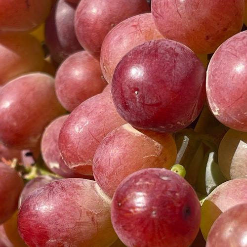 Сажанец Виноград кишмиш Щелкунчик ранний сладкий сорт селекции (182238)