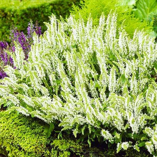 Сальвия Florium Schneehuegel (3127)