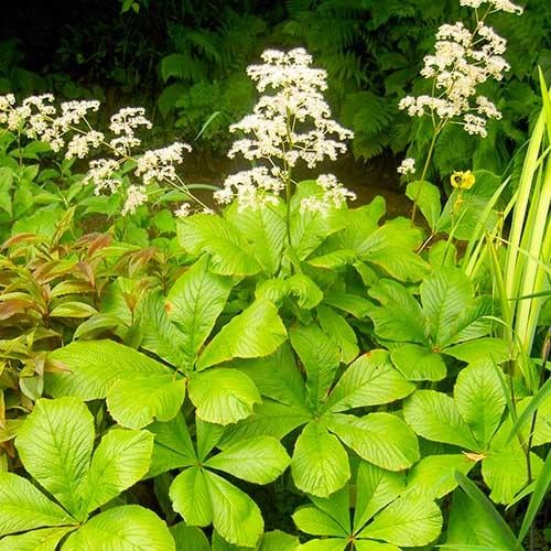 Роджерсія Florium Aesculifolia (13127) Роджерсія Florium Aesculifolia (13127)