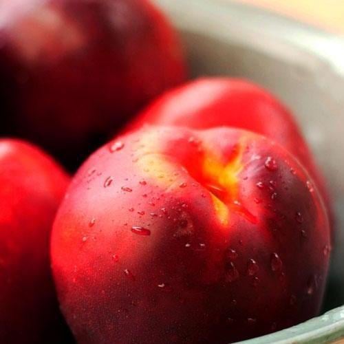 Саджанець Ексклюзив Нектарин яскраво-червоний Медова насолода Honey sweetness англійська селекція преміальний супер ранній сорт (44001)