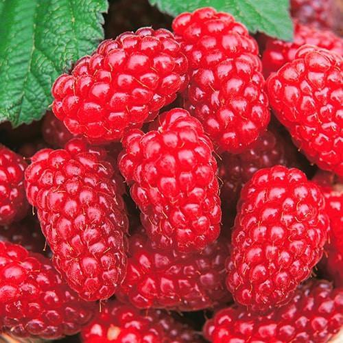 Саджанець Малина Благородна середній термін дозрівання високоврожайний та безшипий сорт (177280)