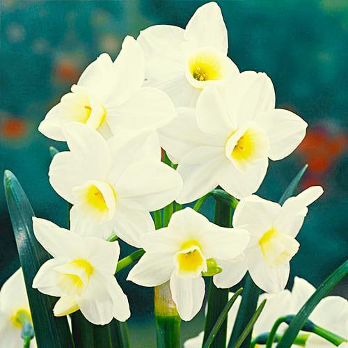 Нарцисс Florium таццета Silver Chimes (18668) - фото 2 Нарцисс Florium таццета Silver Chimes (18668) - фото 2