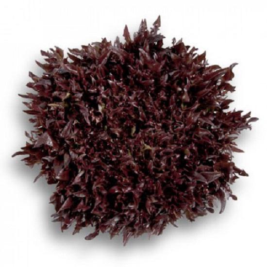 Семена Rijk Zwaan Салат Салановая Винтекс 100 шт. (234456)