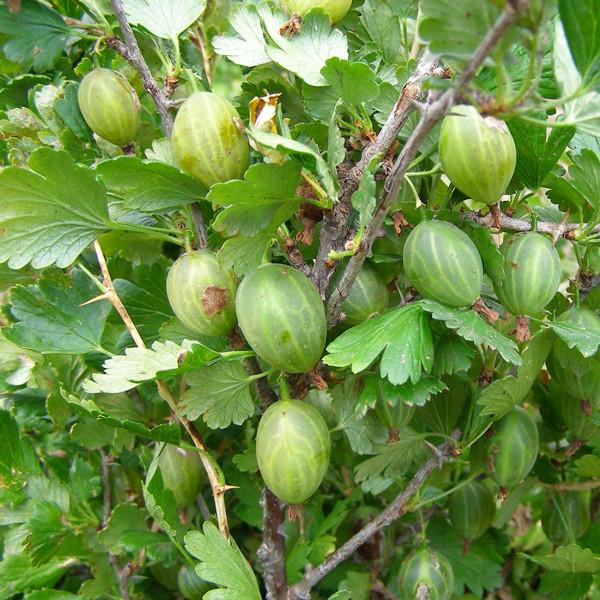 Саджанці агрусу Донецький великоплідний ранній/великоплідний/ (644529836) - фото 2 Саджанці агрусу Донецький великоплідний ранній/великоплідний/ (644529836) - фото 2