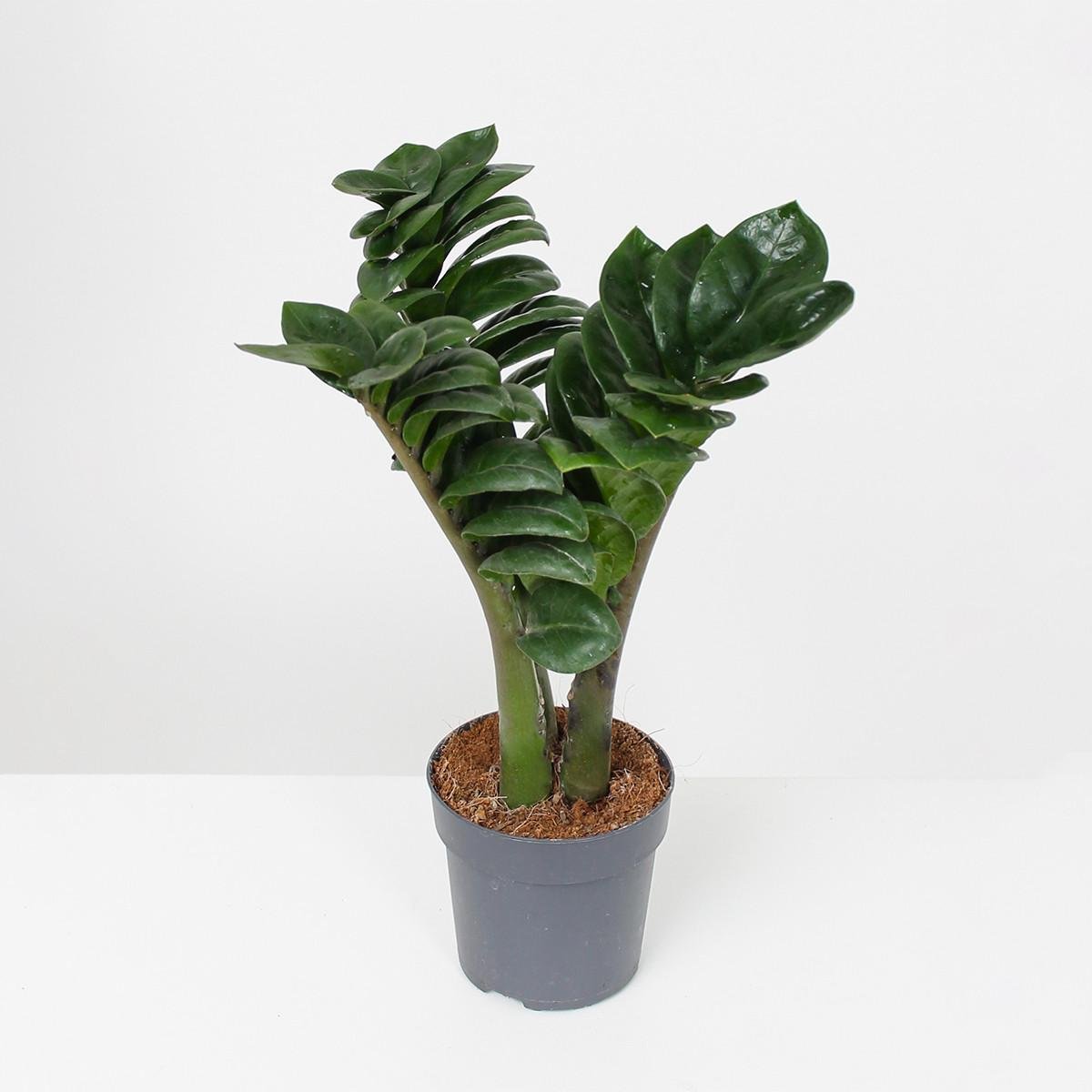 Замиокулькас Зензи 9/25 см (2681171511) Замиокулькас Зензи 9/25 см (2681171511)