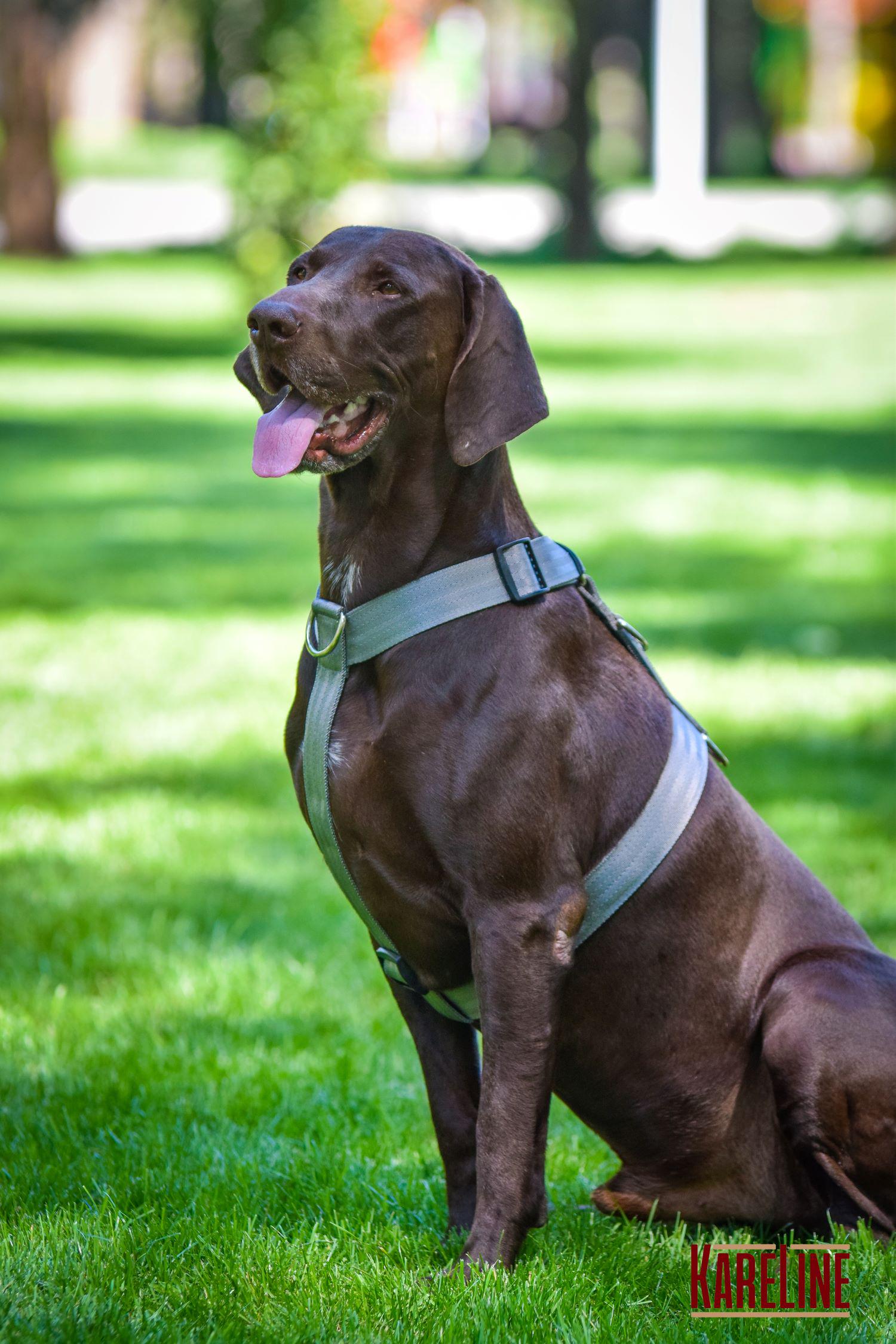 Шлея анатомическая KareLine из нейлона со светоотражающими элементами 25 мм А:340-540 мм В:470-690 мм Хаки (0976/15) - фото 3