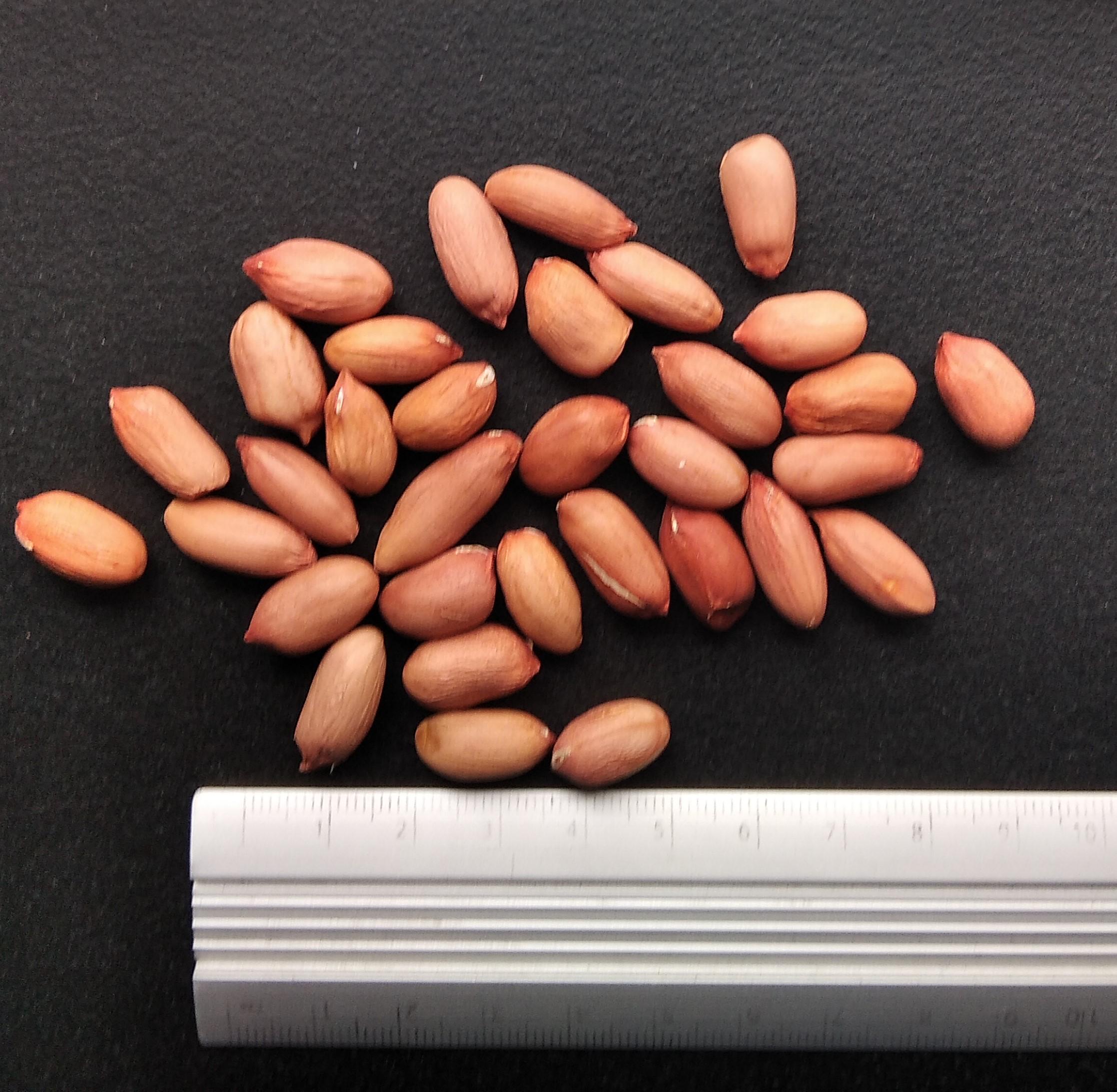 Арахис сорт Вирджиния семена 20 шт. - фото 3