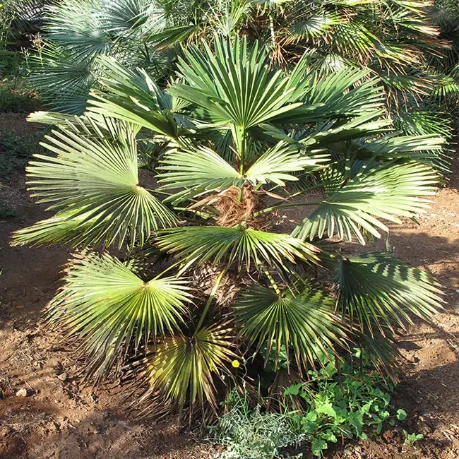 Семена Миниатюрная пальма Чусан морозостойкая Trachycarpus wagnerianus 3 шт. (2388482588)