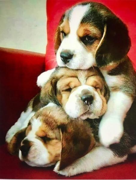 Алмазная мозаика Идейка Животные Сонные щенки 50х60 см на подрамнике (HA0007-mt)