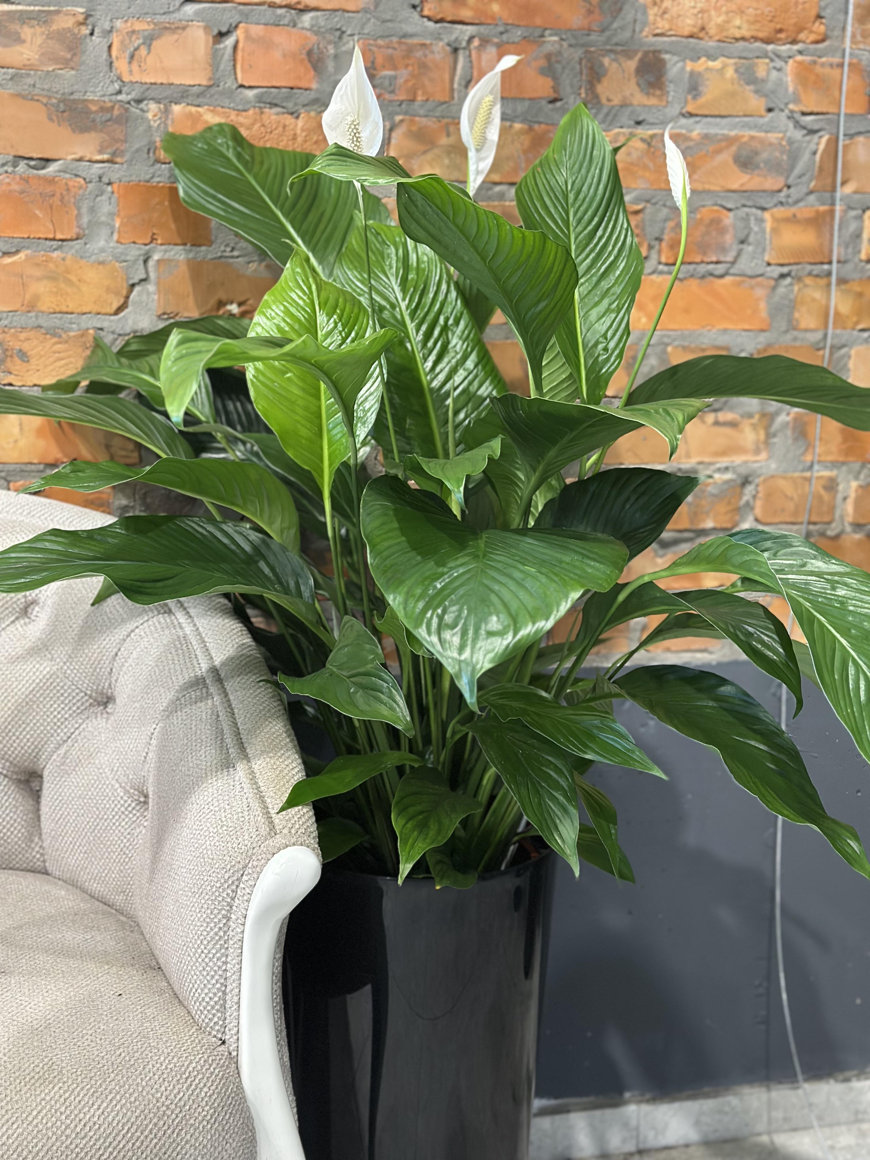 Спатифілум Світ Лауретта 100 см (30075025)