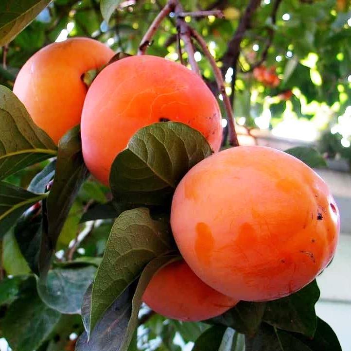 Саженец хурмы Король трехлетняя средняя самоплодная (1317797306) - фото 2