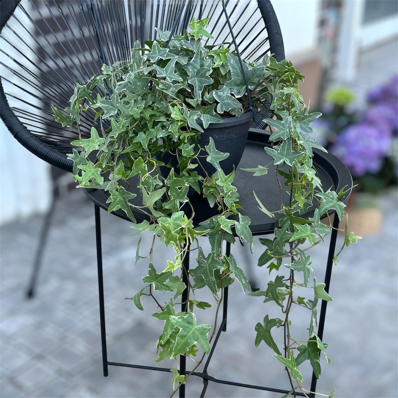 Плющ Хедера Мона Ліза підвісний 70 см (33409439)