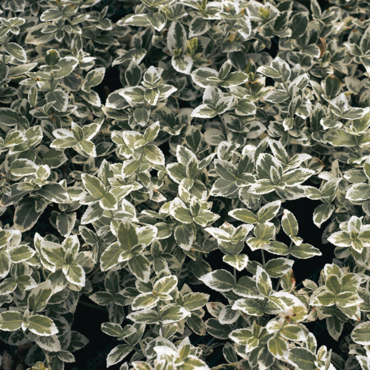 Бересклет Форчуна Silver Queen (2669429260) - фото 2 Бересклет Форчуна Silver Queen (2669429260) - фото 2