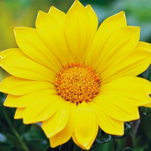 Насіння квітів Газанія Hem Genetics Enorma yellow 10 шт. (BN09288-4)