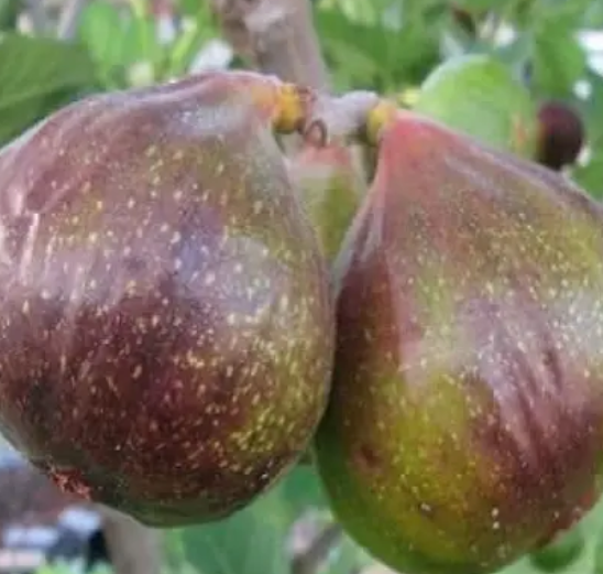 Саджанці Інжир 2-х років в (С2л.)