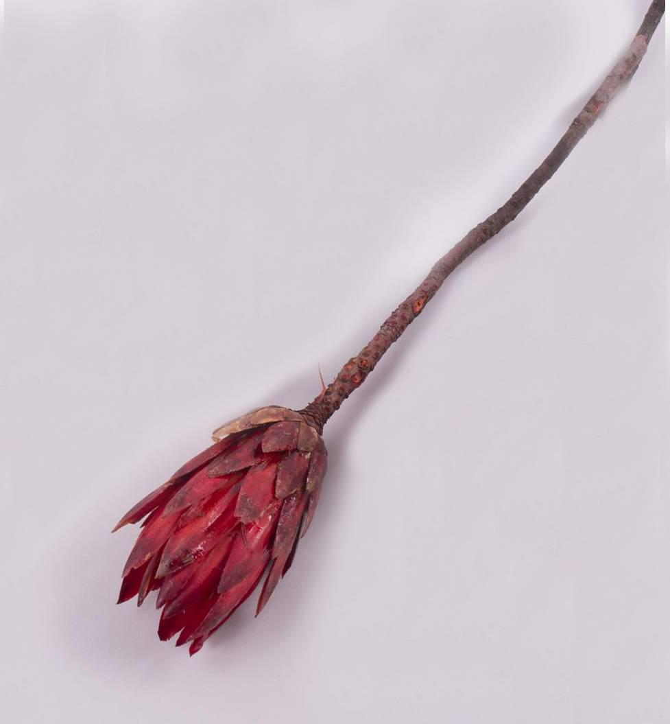 Сухоцвет Repens Оранжевый (1518)