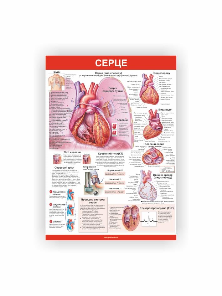 Плакат Vivay Сердце 60x80 см (26944084)