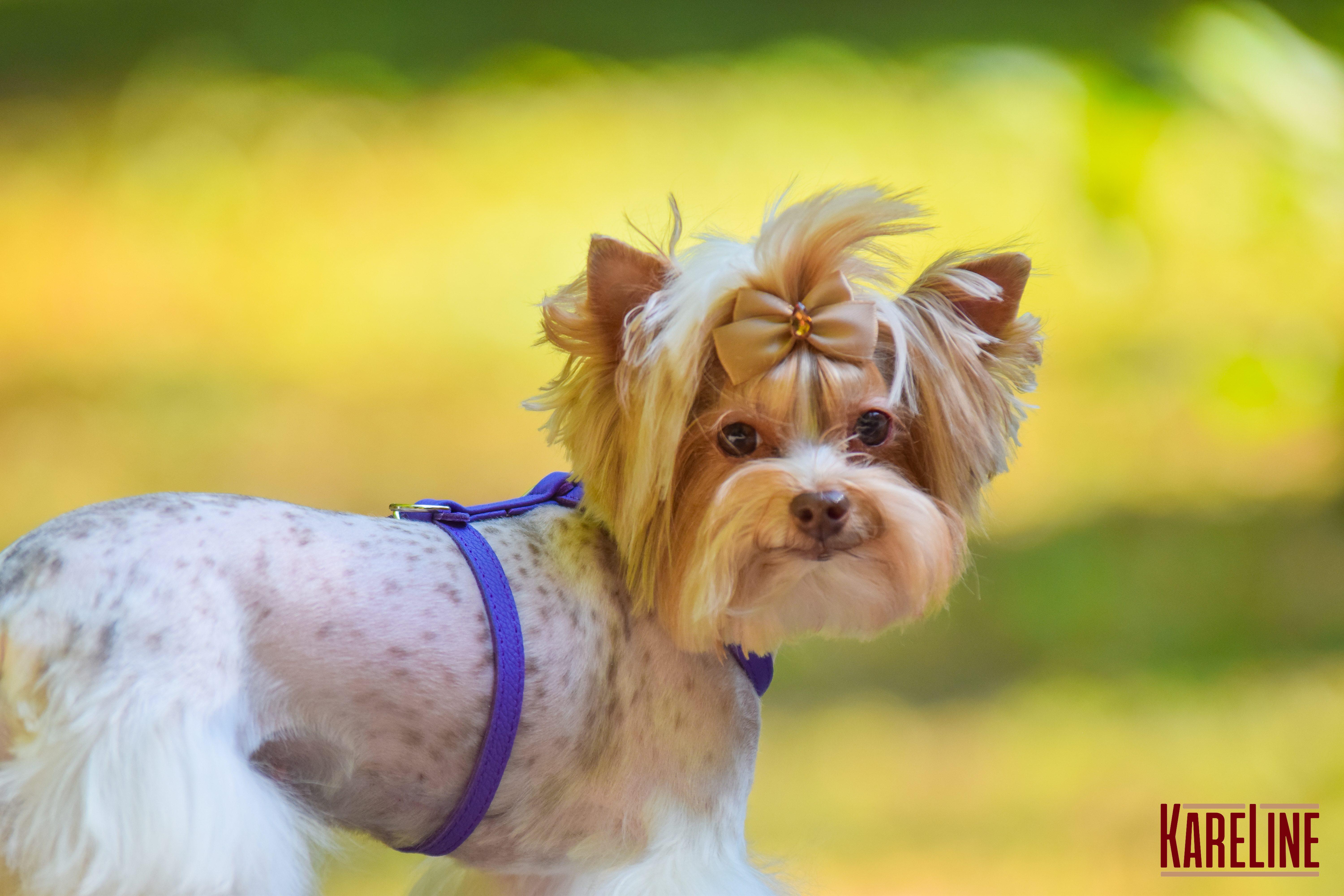 Шлея KareLine из натуральной кожи 12 мм А-230-300 мм В-270-340 мм Черный (8420/1) - фото 3 Шлея KareLine из натуральной кожи 12 мм А-230-300 мм В-270-340 мм Черный (8420/1) - фото 3