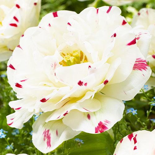 Тюльпан Florium Danceline (3568)