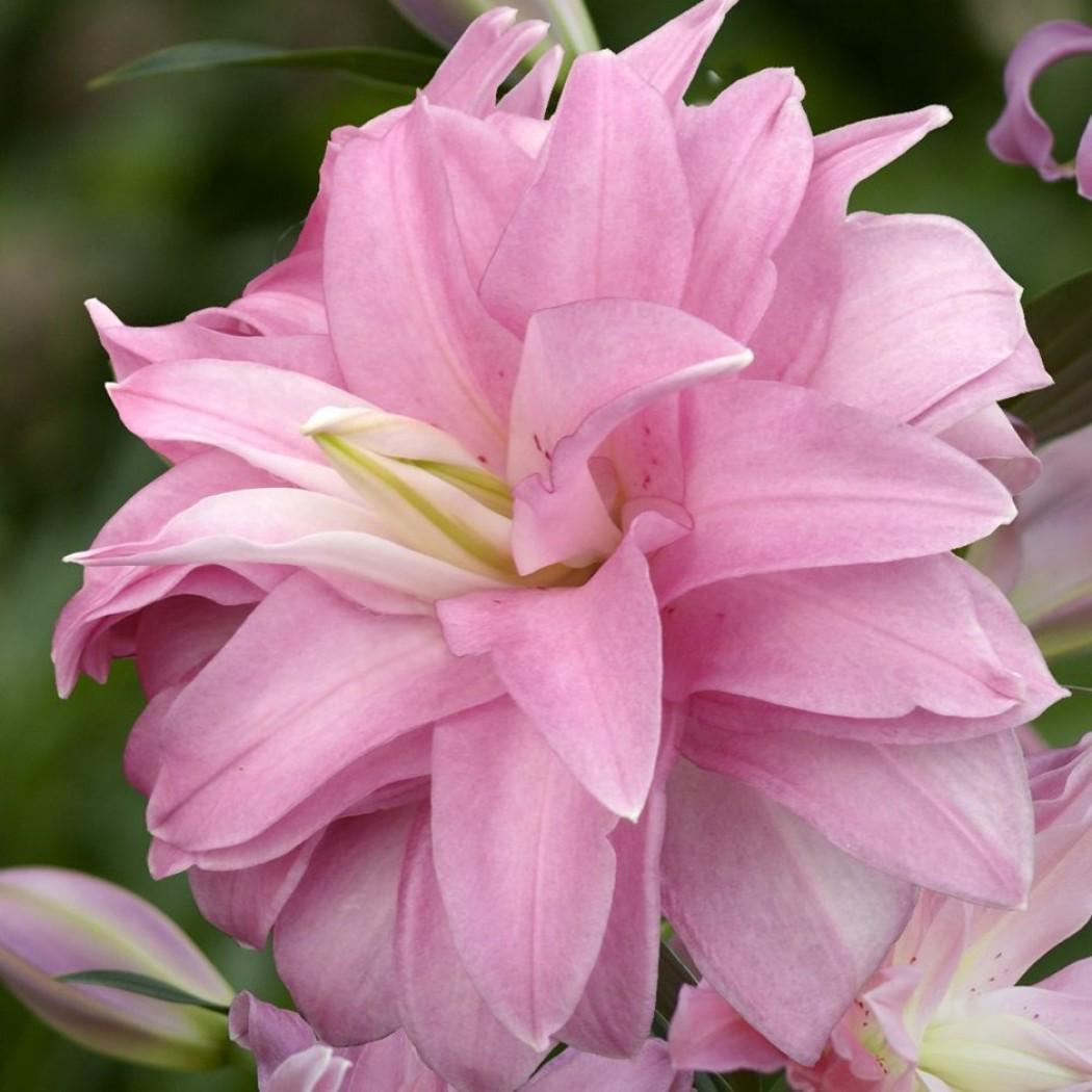 Саджанець Лілія махрова Лотус Спрінг Lotus Spring в горщику (38296584)