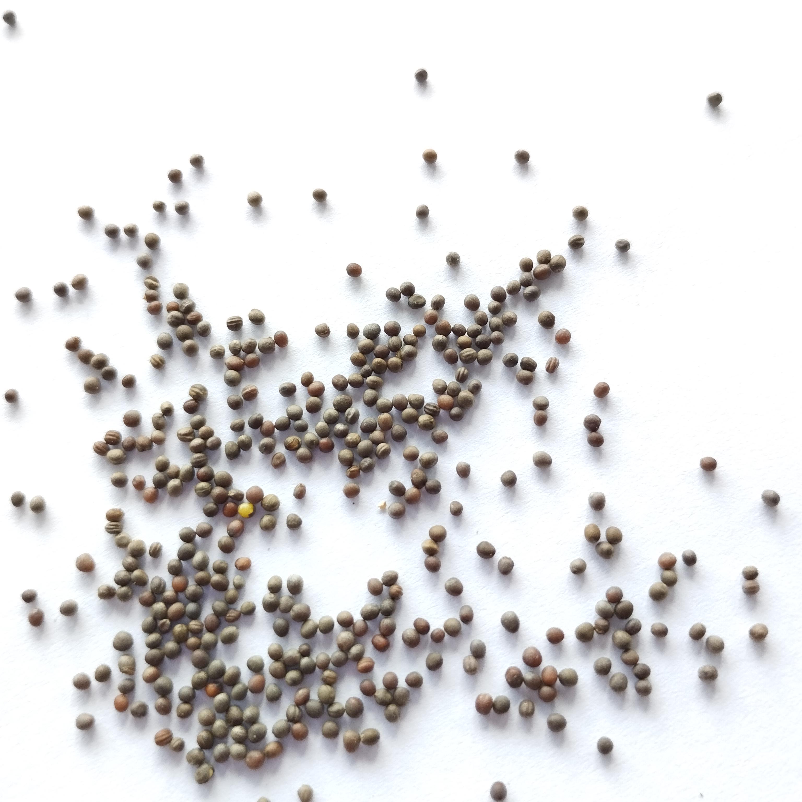 Семена Мизуна Зеленая 1 г 500 шт. скороспелая японская капуста (RS-00903) - фото 2 Семена Мизуна Зеленая 1 г 500 шт. скороспелая японская капуста (RS-00903) - фото 2