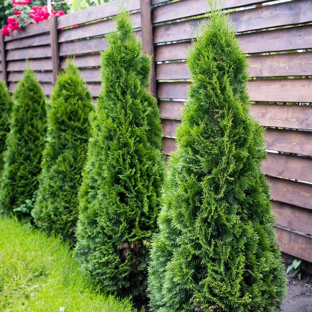 Саджанець туї Смарагд горщик 1,5 л (2097091827)