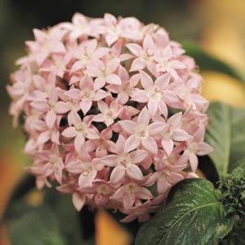 Семена цветов PanAmerican Пентас ланцетный BUTTERFLY LIGHT LAVENDER 100 шт. (BN01707)
