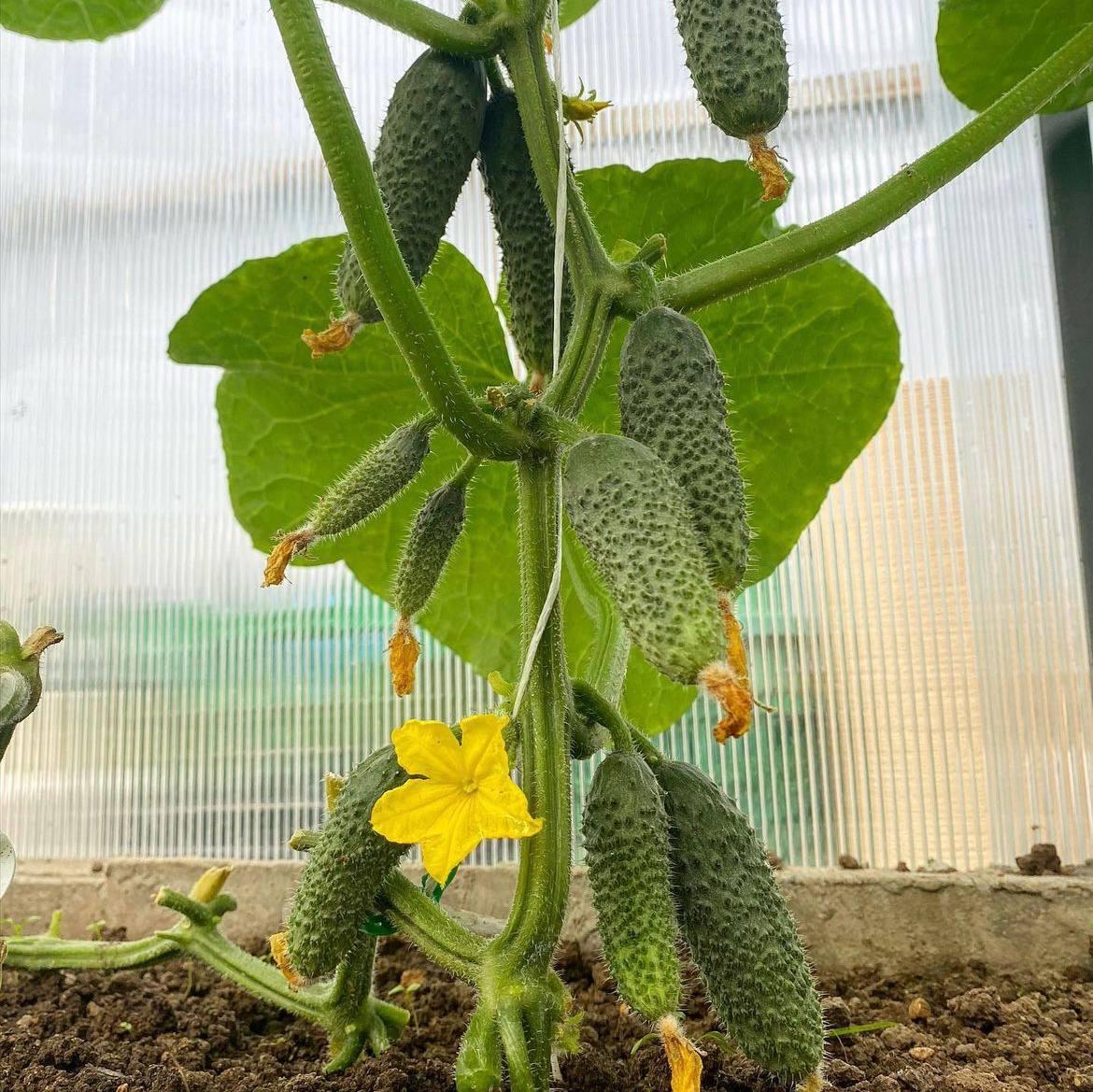 Насіння Cultiva Огірок Кібрія F1 10 шт. (O8) - фото 4