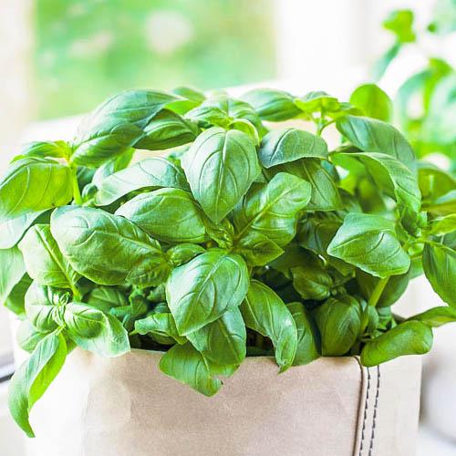 Семена Базилик Florium Изумруд Зеленый (14049)