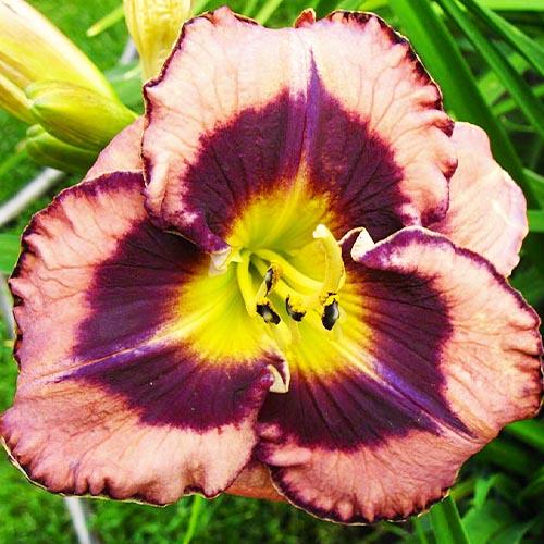 Лилейник Florium Big City Eyes (2861)