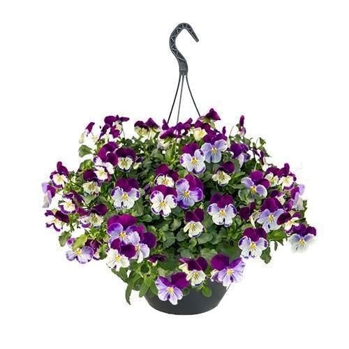 Семена цветов Виола ампельная Highflyer F1 Violet Face Benary 500 шт. (BN13210)