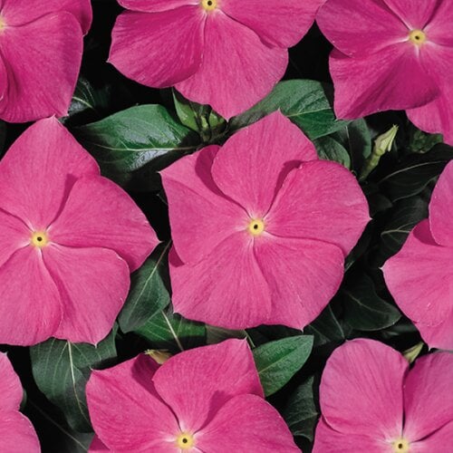 Семена цветов Катарантус Heatwave deep rose Hem Genetics 1000 шт. (BN09192)