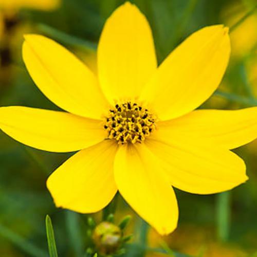 Кореопсис Florium Zagreb (2854)