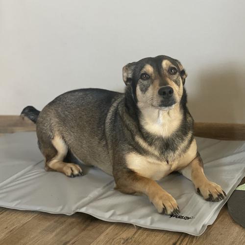 Коврик для животных охлаждающий Purlov 25531 90x50 см (26629977) - фото 9 Коврик для животных охлаждающий Purlov 25531 90x50 см (26629977) - фото 9