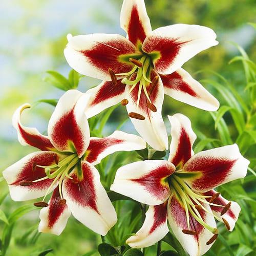 Лилия Zeba Florium - фото 2