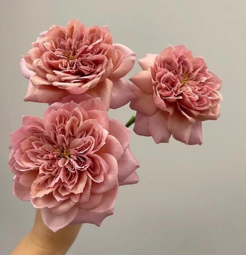 Роза Velet Miyabi Cha Чайно-гибридная Японская в контейнере (2669429303)