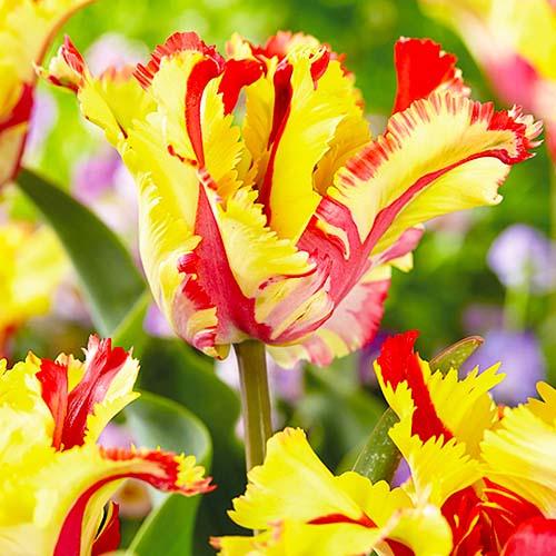 Тюльпан Florium Flaming Parrot (5731)