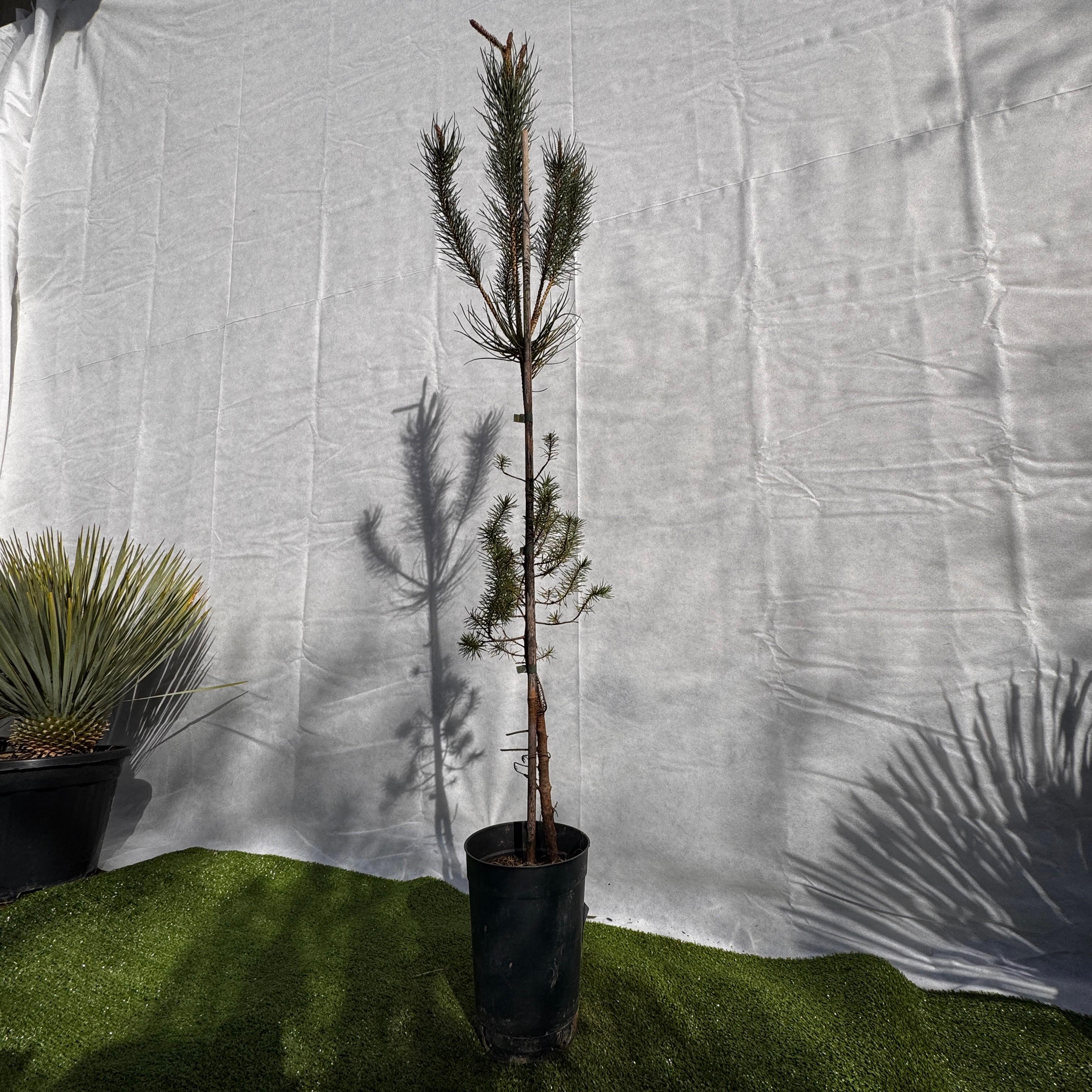 Сосна итальянская Pinus pinea 150 см