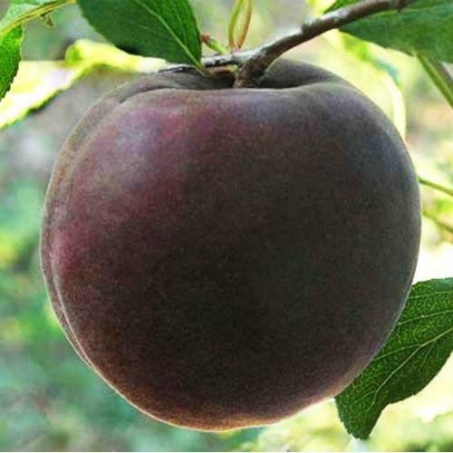Саджанець абрикосу Чорний принц Середньоспілий сорт (2075127681)