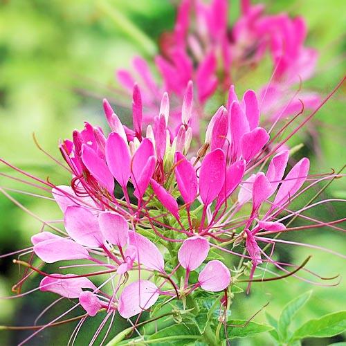 Семена Клеома Веселый Водограй Florium - фото 2 Семена Клеома Веселый Водограй Florium - фото 2