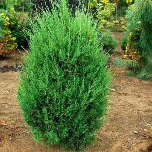 Ялівець Juniperus chinensis Monarch 20-30 см (17550357)