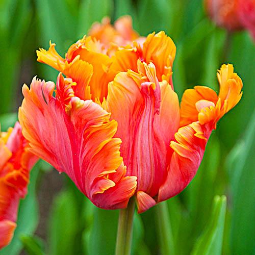 Тюльпан Florium Amazing Parr (17901)
