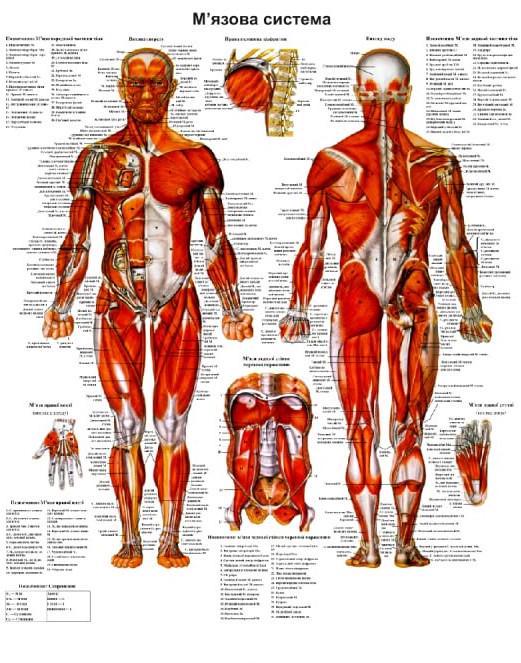Анатомический плакат Мышечная система 67x86 см (003)