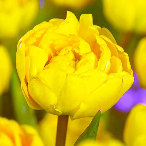 Тюльпан Florium Yellow Pomponnet (3630)